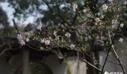 国产久丁香,传承与创新中的民族香氛传奇