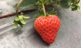 草莓视频国产,本土创新与全球视野的交融